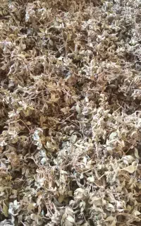اویشن‌کوهی‌یاهمان‌اذربه‌