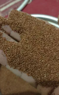 بذر اکالیپتوس