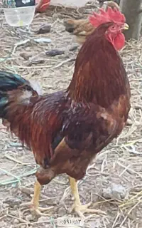 خروس محلی درشت