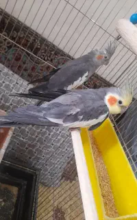 عروس هلندی نر ماده جوان با جوجه