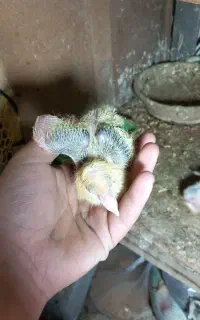 جفت با جوجه