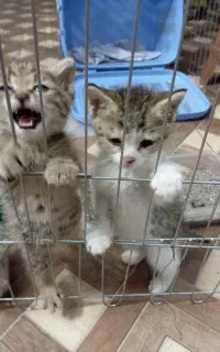 واگذاری بچه گربه DSH