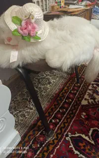 گربه موزیکال و خرسی