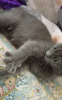 گربه