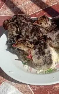 جوجه بوقلمون ۸روزه سالم و سرحال