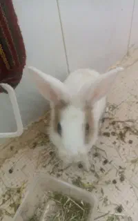 خرگوش
