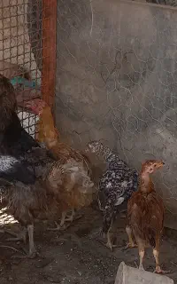 مرغ محلی تخم گذاری