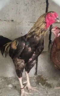 خروس جاوا