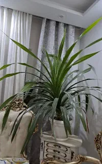 گل برگ خنجری