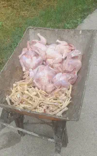 غذای پاک شده سگ و..