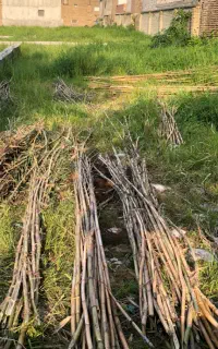 نی برای پرچین و باغبانی