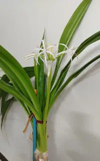گل برگ موزی