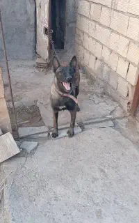 مالینویز ماده