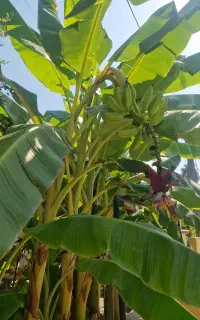 نهال موز