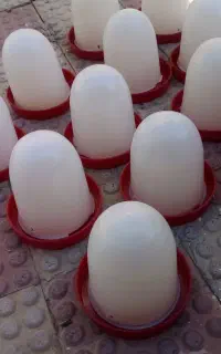 دان خوری وابخوری مرغداری