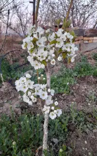 خدمات باغ و باغبانی و زیبا سازی