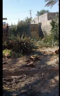 هرس درختان مزاحمم