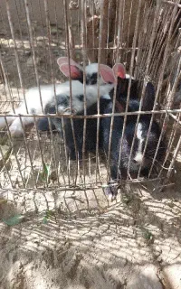 خرگوش کوچولوها ی بامزه