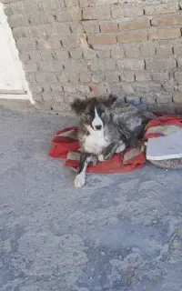 فروش سگ
