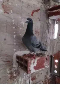 دوبر نر