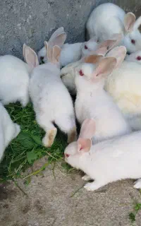 فروش بچه خرگوش