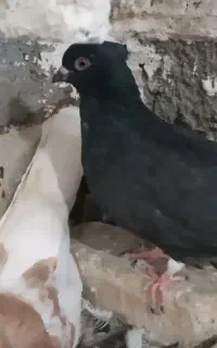 کبوتر دمسفید