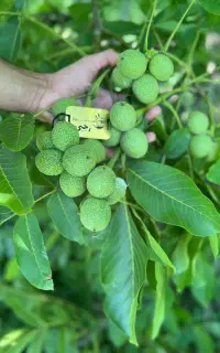 مرکز تولید گردو ژنوتیپ برتر تیپ ۷ دیرگل حسین اباد
