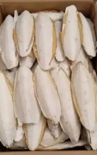 کف دریا  ماسک صورت و پرندگان