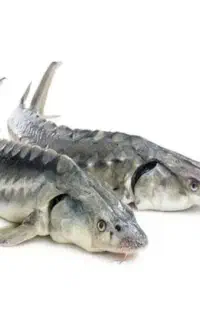 ماهی خاویاری زنده