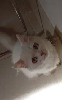 گربه‌‌
