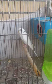 جفت مرغ عشق با چهار تا جوجه