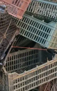سبد