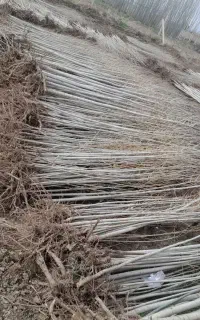 نهال بن دار صنوبر و بادام شناسنامه دار