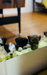 سگ نژاد شیتزو