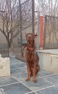 واگذاری  سگ دوبرمن