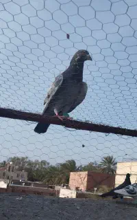 موکت کفتر ارزون