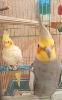 یک جفت عروس هلندی