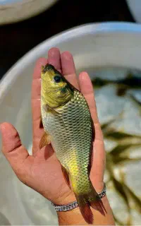 بچه ماهی کپورآمور بیگهد انواع بچه ماهی نژاد تاتا