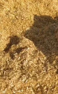 کاه لوبیا چیتی