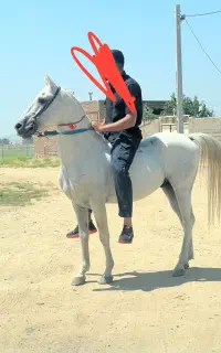 اسب