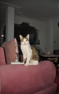 گربه خونگی