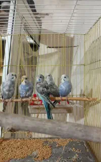 مرغ عشق