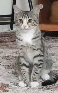 گربه،میشا
