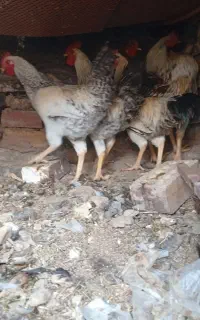 خروس محلی