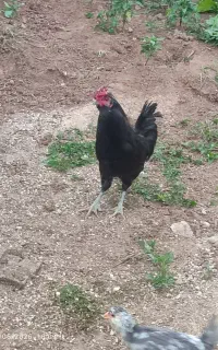 مرغ و خروس گلین سیاه