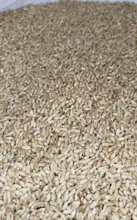 گندم بذری لاین 17