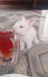 خرگوش
