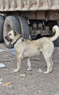 واگذاری سرابی نر نگهبان