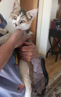 بچه گربه خونگی رایگان