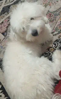 سگ شیتزو